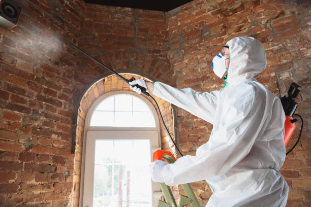 Why You Should Choose Our Mold Remediation Services in Salina, OK